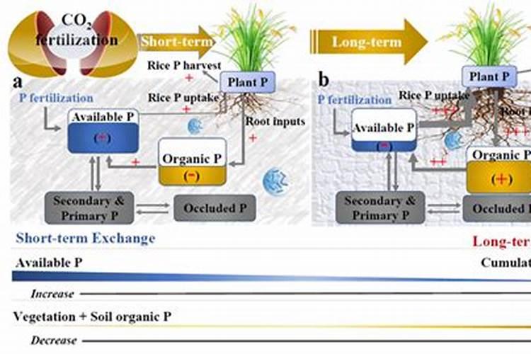 姜必多叶面肥的使用详情