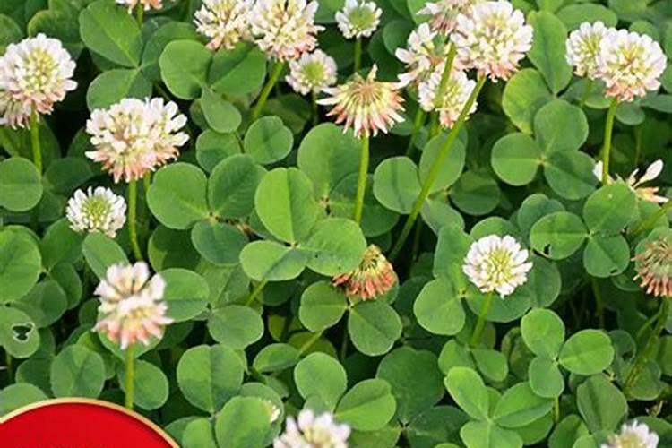 钾肥做基肥好还是追肥好