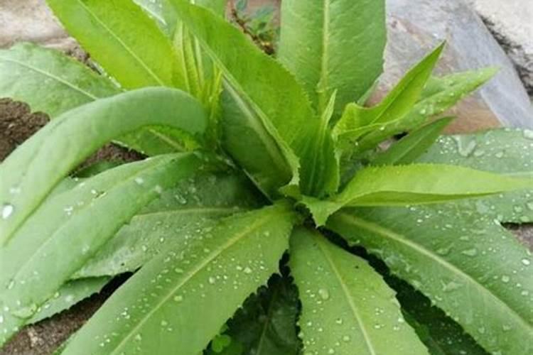 油麦菜 的种植方法？