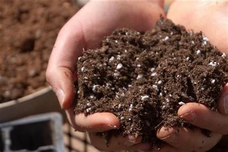 冬天三角梅生桩发芽后的管理;三角梅生桩催芽方法