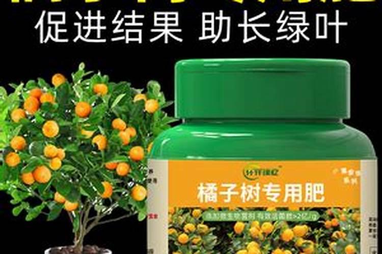 橘子树开花怎么管理