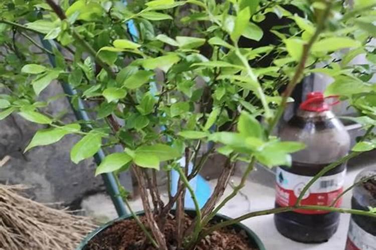 氨基酸水溶肥原料多肽氨基酸原粉!