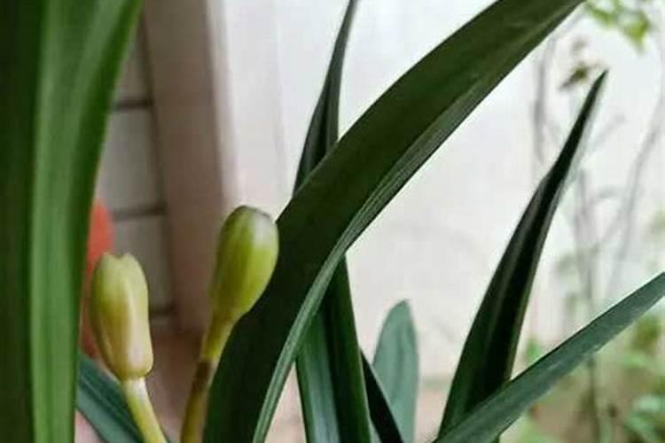 糖醇钙能和磷酸二氢钾一起用吗