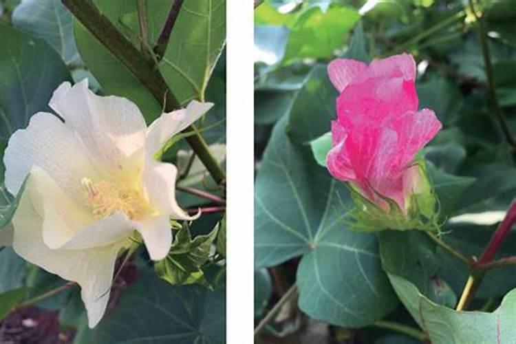 棉花后期喷什么叶面肥