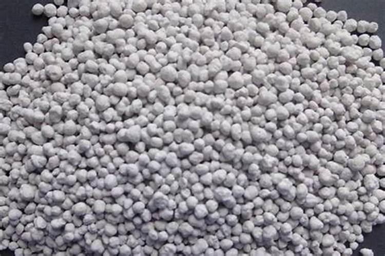 月季春天种植怎么施肥