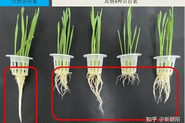 保花保果农药最佳配方,农药洒在地上多久失效