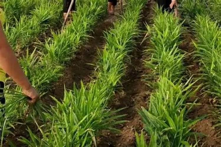 种植生姜该施什么肥料