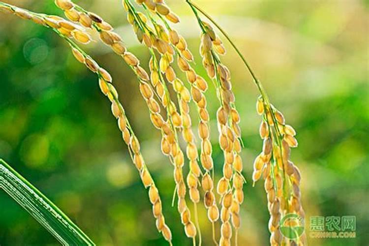 金坷垃的原产地在哪