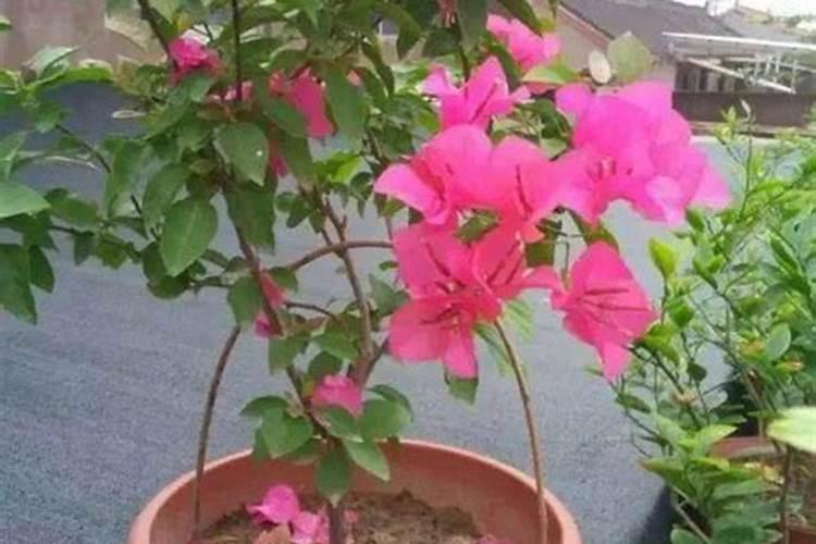 三角梅迟迟不开花怎么办？三角梅催花技巧