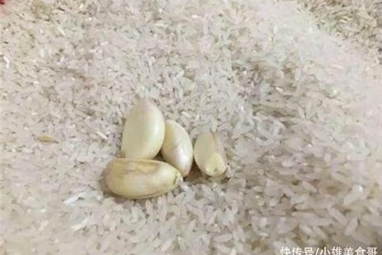 月季雨后如何施肥