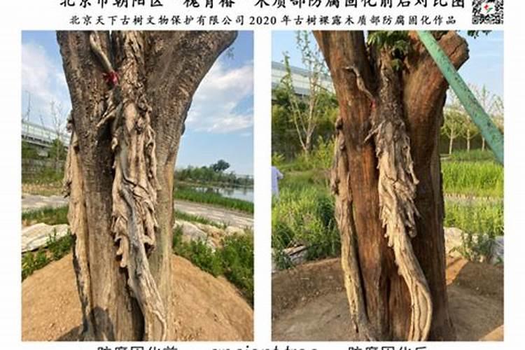 希望知道油菜的种植与收获时间。