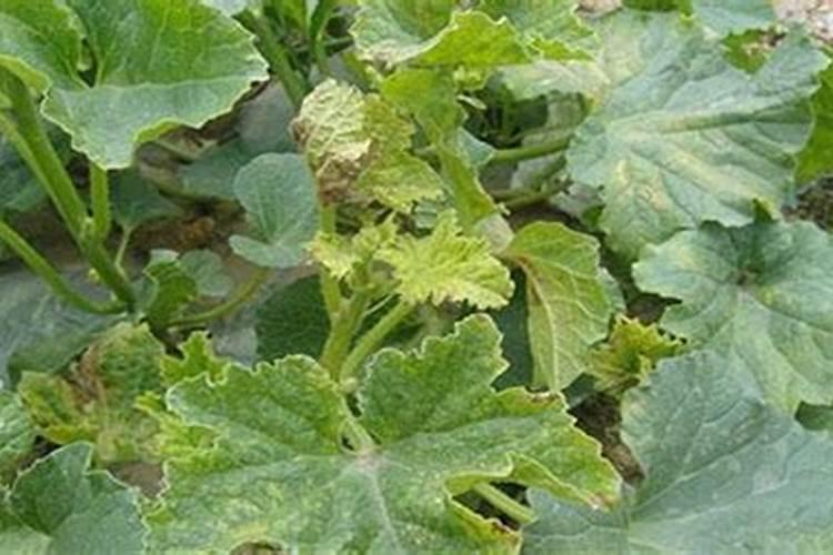 甜瓜追肥用什么肥料好,合理的追肥量是多少