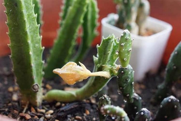 火龙果膨大期打什么叶面肥长的快？火龙果结果期用什么复合肥好？