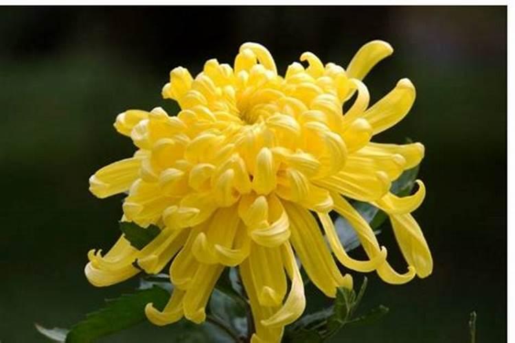 绿茶水洗脸有何好处