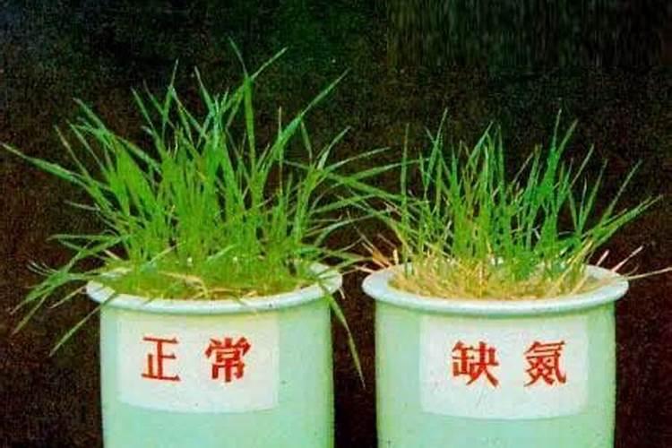 家里种花用什么肥料