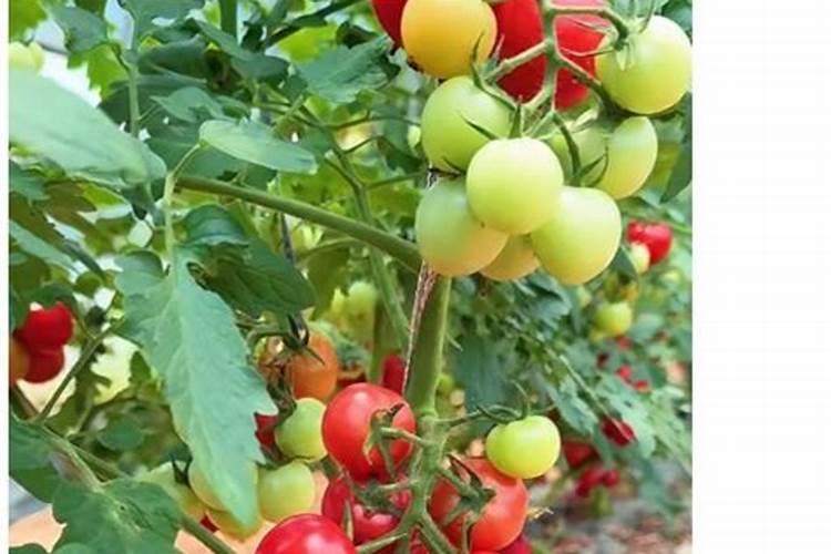 番茄开始红了复合肥用多少斤？