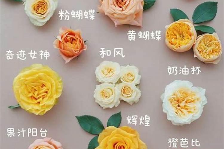 猕猴桃什么时间施叶面肥好猕猴桃施肥时间和方法