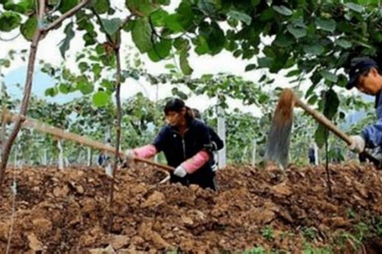 猕猴桃什么时间施叶面肥好猕猴桃施肥时间和方法