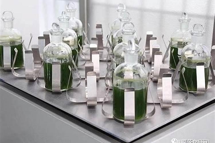 菠菜发芽后多久追肥