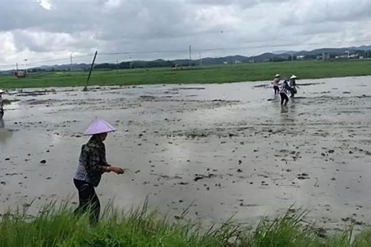 水稻插秧的几种方法注意事项