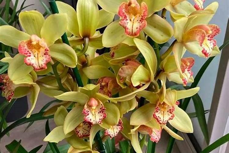 河南商丘大棚种橘子可以吧？