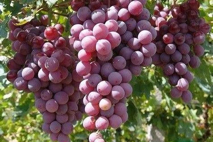 杉树施什么肥长得快