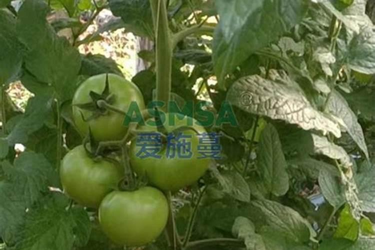 大蒜第二次浇水用什么肥料好？