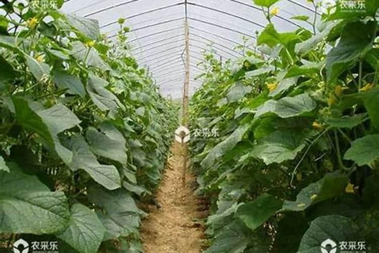 韭菜如何施肥浇水