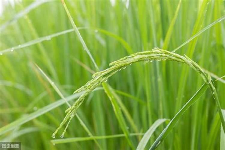 杜鹃花可以施什么肥料