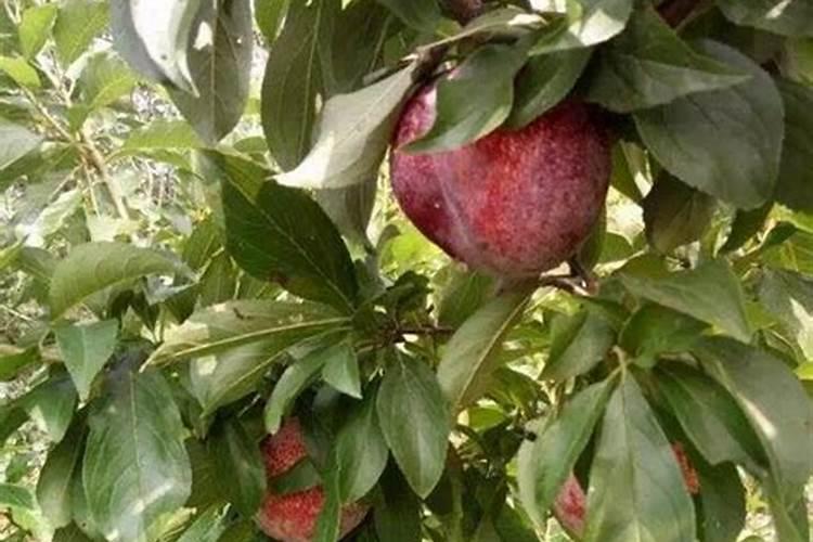 云南有哪些化肥厂有出口的资质公司