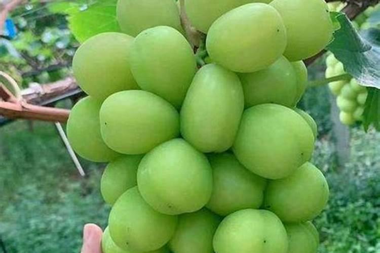 先打除草剂还是先打叶面肥