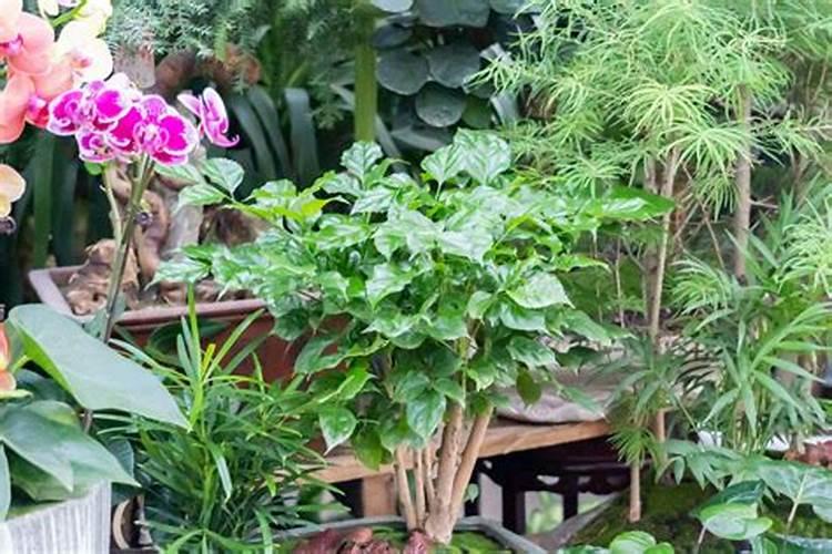 氮磷钾复合肥什么花都可以用吗,可以喷叶面吗