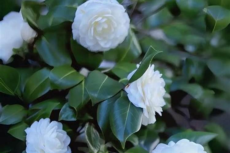 纯硫酸钾和硫酸钾型是一样东西吗？