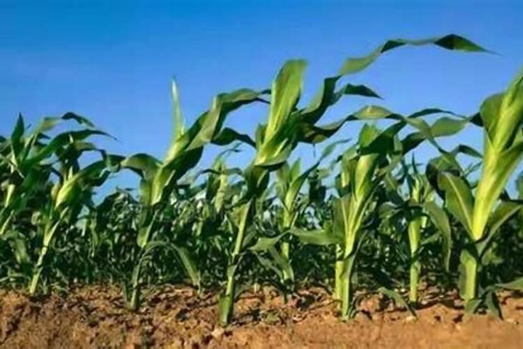 经常养花的你知道怎么施肥吗？