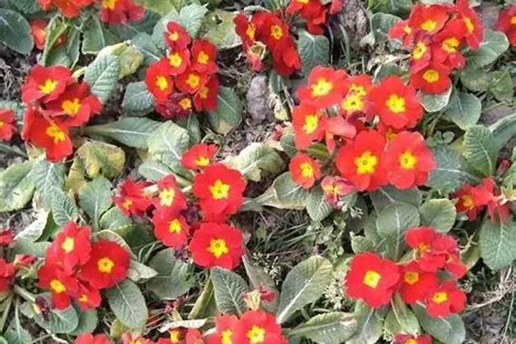 巧棵力颗粒水溶肥核心成分是牛壮素吗？