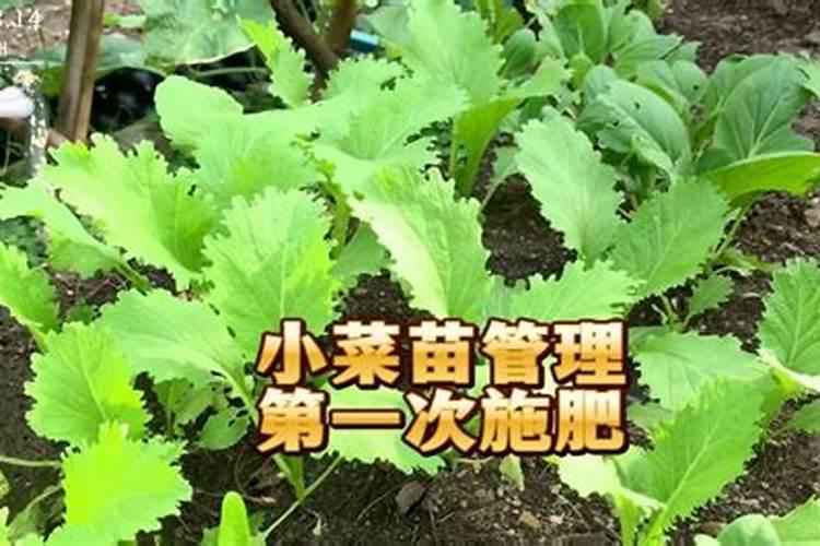 腐植酸肥料使用大忌腐植酸蒜肥料的使用禁忌