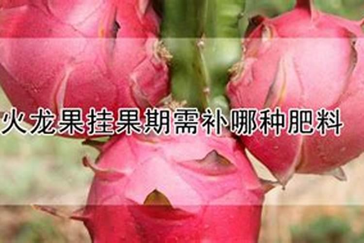 火龙果结果了要施肥吗 火龙果养殖技巧