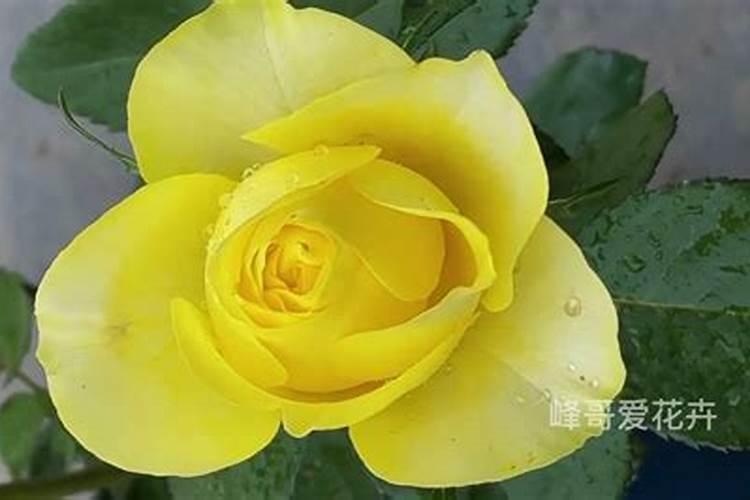 月季如何施肥 月季怎么施肥