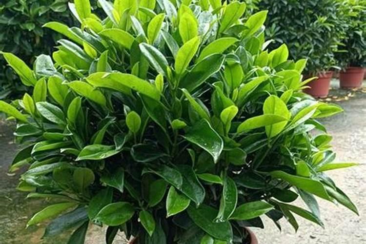 茶梅花怎么掉叶子啊(茶梅掉光叶子还发芽吗)