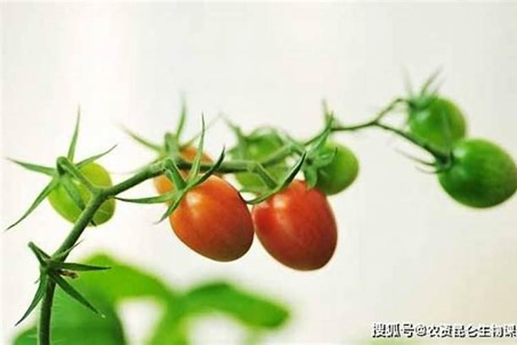 草莓开花结果的时候需要施肥吗