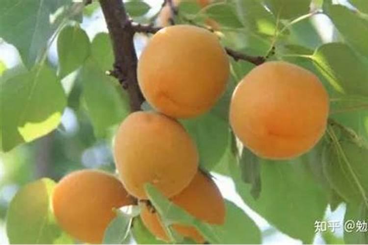 园林绿化养护措施有哪些？