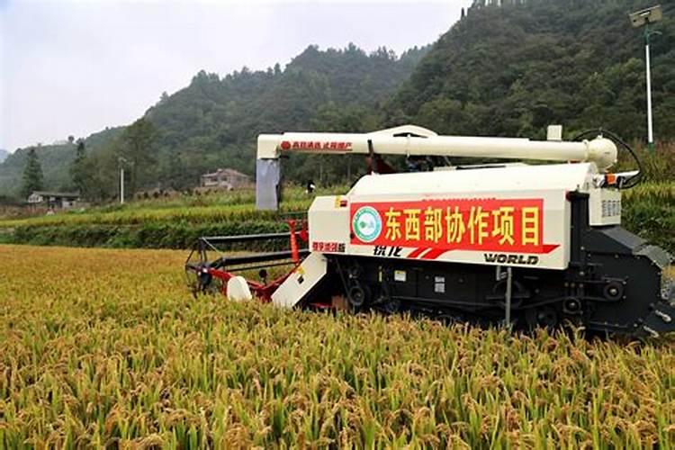 草莓高钾肥的使用方法