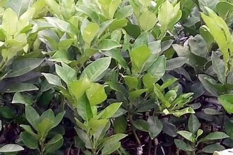 天达2116在果树上的效果