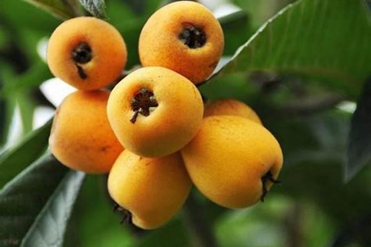 果树促花使用什么叶面肥？果树叶面肥喷施需要注意事项？