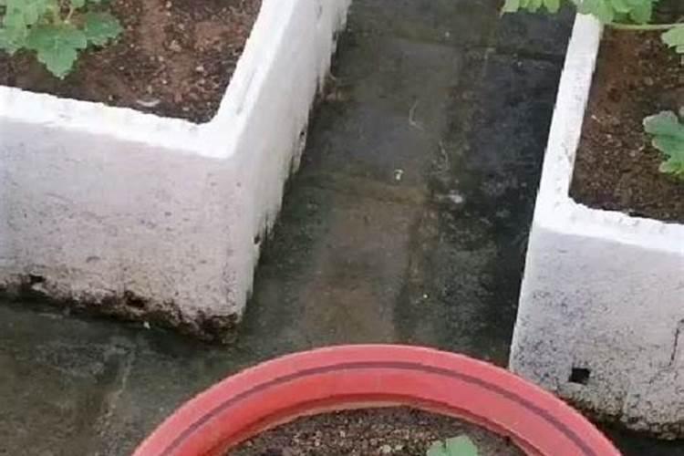 西瓜苗移植后多久施肥