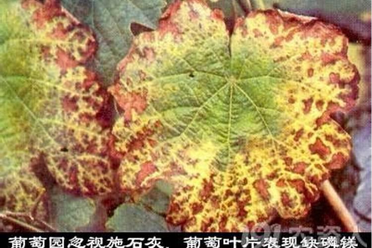 黄瓜叶子发黄缺什么肥