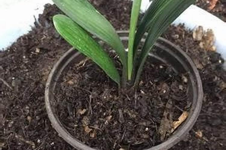 腐植酸钠(钾)果树安全施用技术是哪些？
