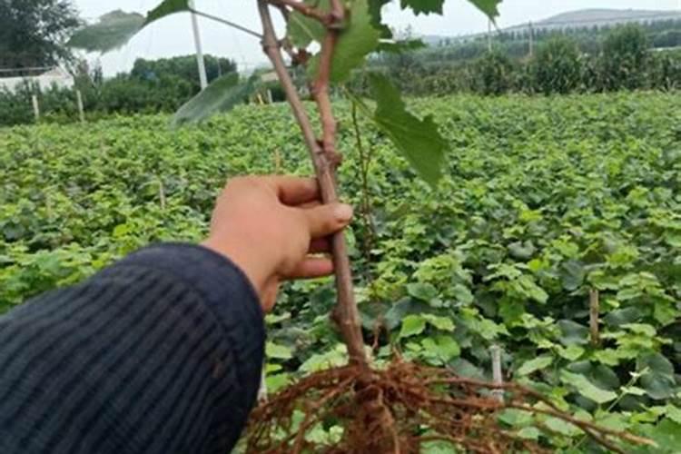 养花氮磷钾口诀,氮磷钾肥怎样施肥效果好