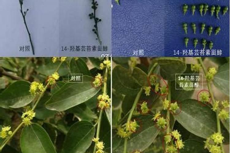 "缓释"与"控释"肥,一字之差区别竟然那么大