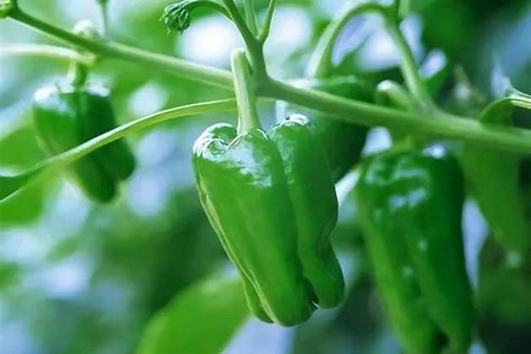 肥料销售话术和技巧 肥料销售的方式